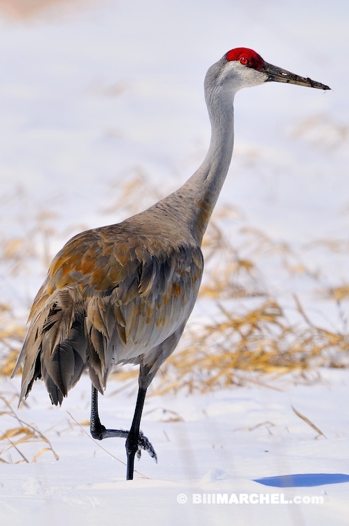 The first Sandhill Cranes arrived in central Minnesota by Bill Marchel.