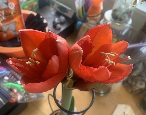 They are opening today by Sierra Parsons.