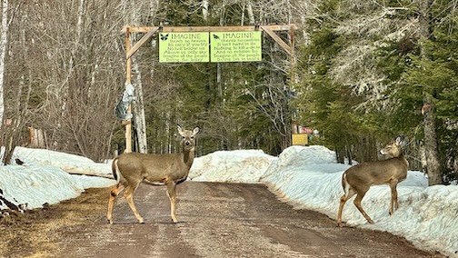 Welcome to spring by Frank Sander.