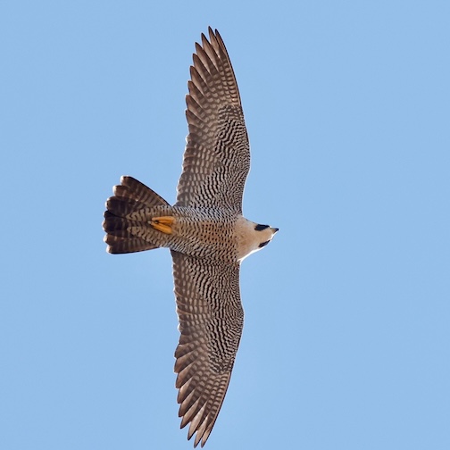 West Skyline Spring Count is picking up This Peregrine Falcon was counted. Photo courtesy o Kate Nicoletti.