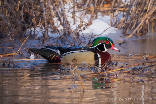Wood Duck by Alex Johnson Taken in the Twin Cities.
