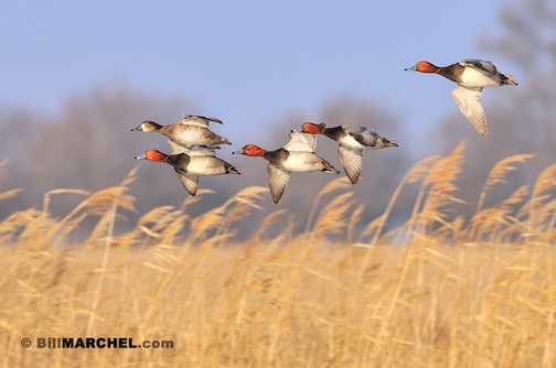 Skimming along during a courtship flight by Bill Marchel.