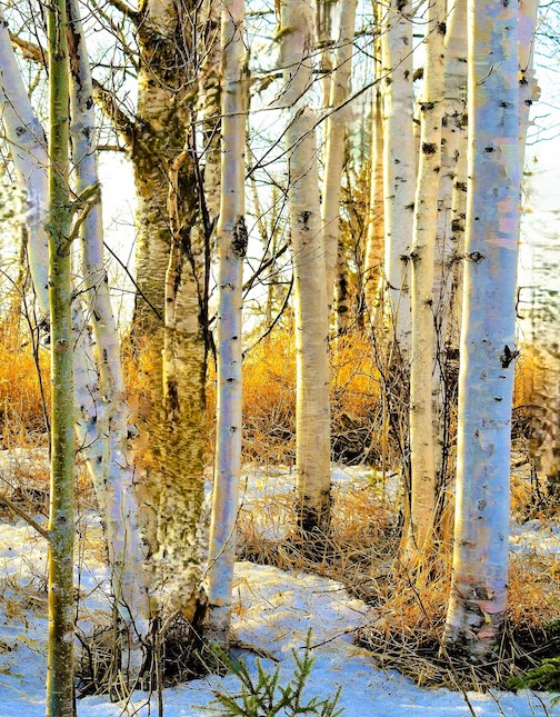 bi;rch Bones by Jan Swart.