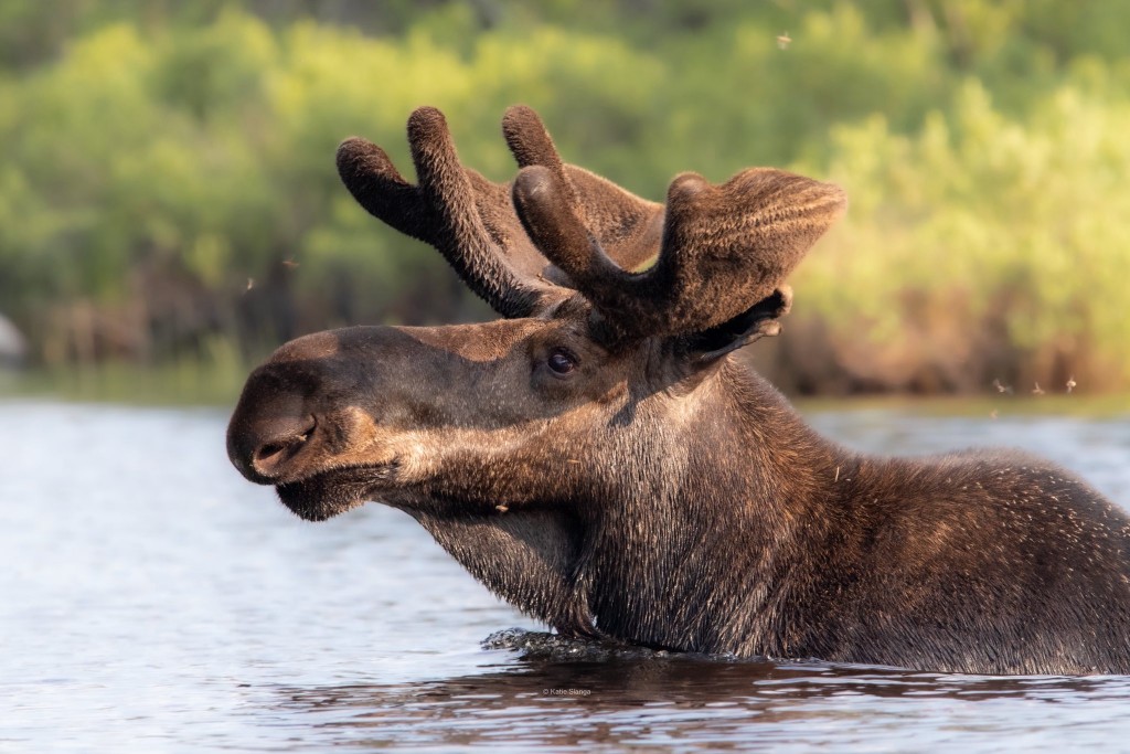 Summer Memories by Katie Slanga.
