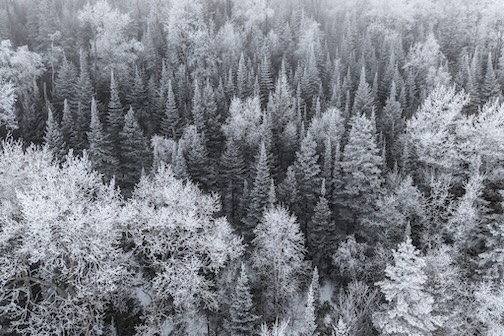 Icy Beauty by travis Novitsky.