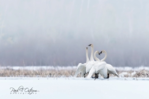 white on white by Paul Ostrum.