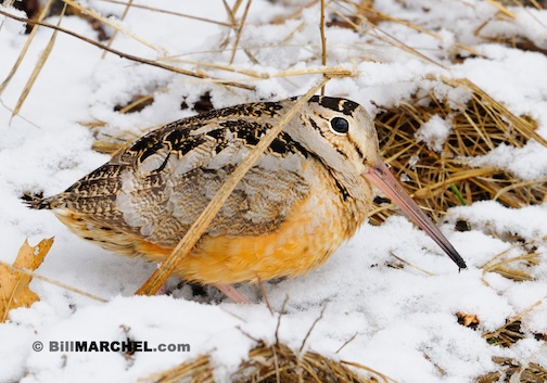 American Woodcock looking for an early worm by Bill Marchel.