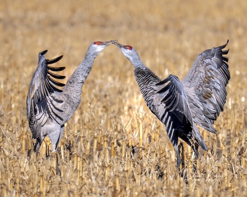 Breeding Dance by Dennis Chick.