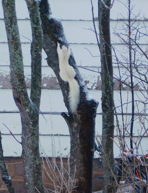 Catching a look at a white squirrel Nancy Erdmann.