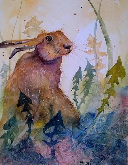 Dandelion Hare, watercolor by Shari Arnott.