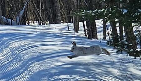 Easter Bunny on Easter Day by Andy Keith.