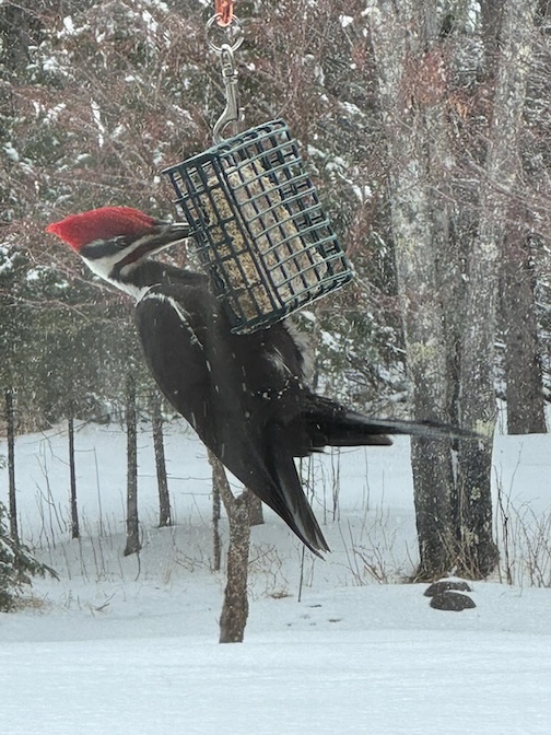 Feasting, by Lois Laine.