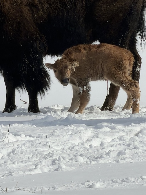 A gift for the spring, by Gichi Onigaming Bizhikiwag