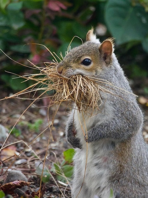 It's time to remodel the nest by John Cannell.