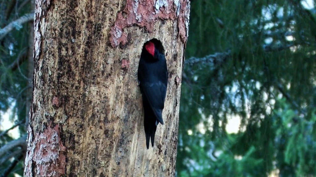 Working on a new nesting hole by Michael Furtman. See a short video here.