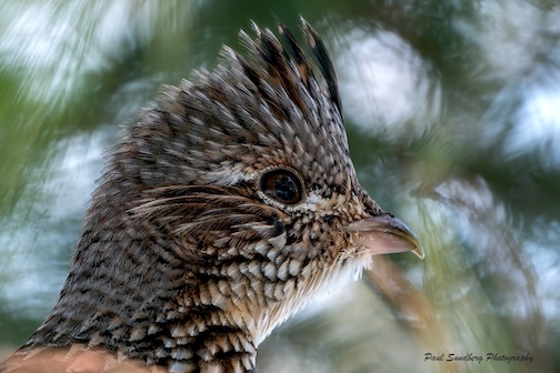 Showing her interest by Paul Sundberg.