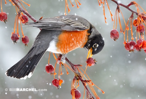 Spring Robin by Bill Marchel.