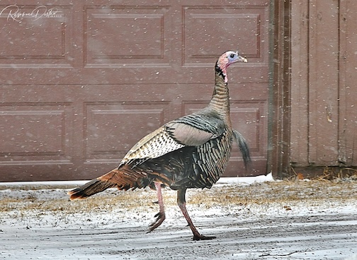 Tom is Back! by Roxanne Distad.