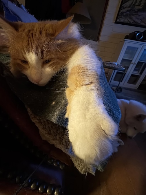 Unemiplyed Orange Cat, No 2, by Stephan Hoglund, inspired by an Instagram series.