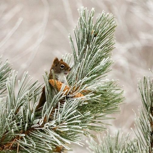 Waiting for Spring by Kim Nelson.