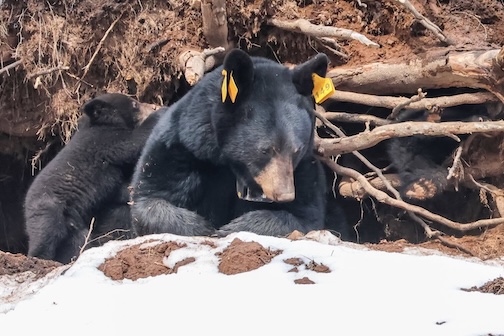 You know that feeling , when you’ve been stuck inside with the kids all winter long by Tim Mlodozyniec.