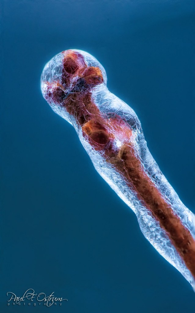 ice-covered maple buds by Paul Ostrum.