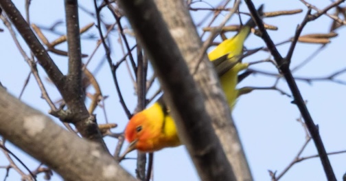A Wstern Tanager in Duluth by Laura Erickson.