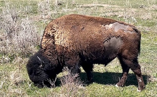 A bison in Roosevelt National Park by Lee Ross.