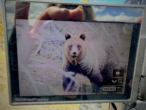 A grizzley from the car by Heidi Pinkerton.