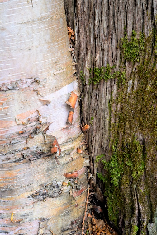Best Friends -- birch and a Cedar Tree Grow Together by Bryan Hansel.