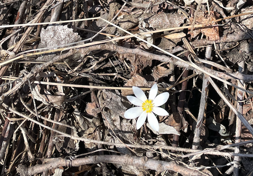 Bloodroot, slowly unfolding by Lee Ross.