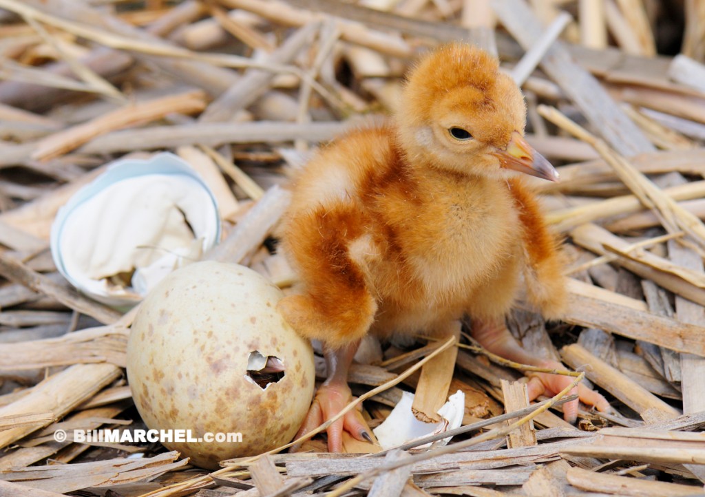 Day-old Great Sandhill Crane by Bill Marchel.