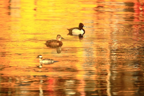 Ducks in color by Matthew Pastick.