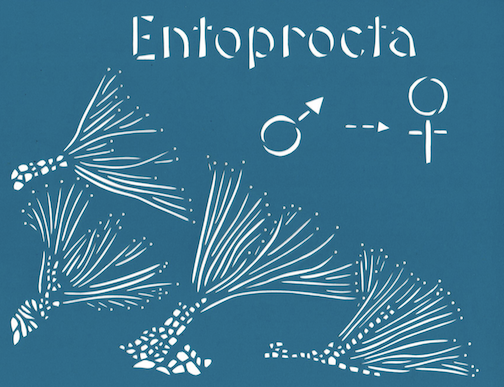 Entoprotica, scissors-cut paper by Een Sandbeck.