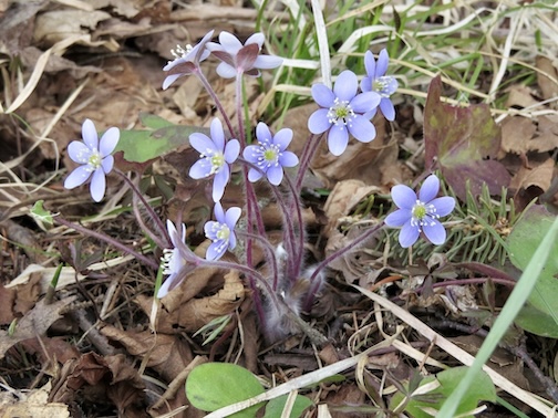 Hepatica is blooming now Dawn Parendo.