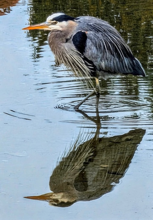 Heron fishing the tide this morning by John Cannell.