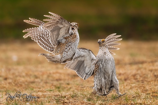 Karate Grouse by Paul Ostrum.
