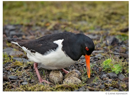 Ostercatcher n Iceland by Layne Kennedy.
