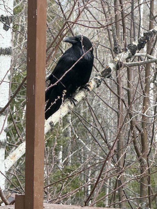 Our new friend He, stops by every morning and evening for snacks. He is magnificent by Jim Boyd.