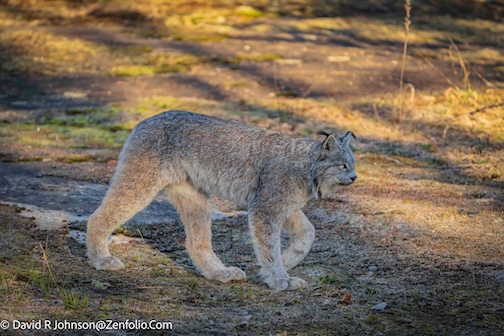 Taking a stroll by David Johnson.