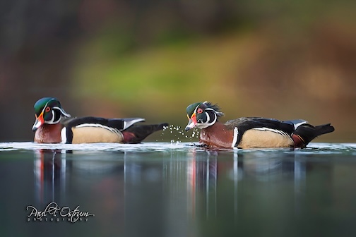 The splash by Paul Ostrum.