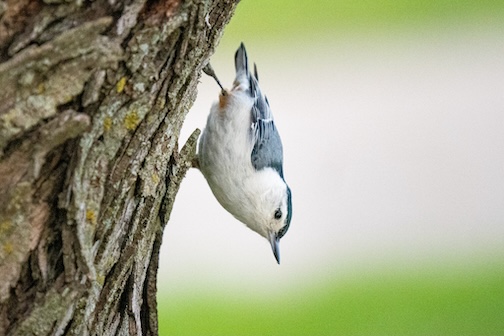 White-breasted Nuthatch by John Gregor.