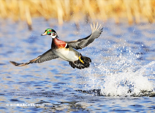Wood Duck and water by Bill Marcel.