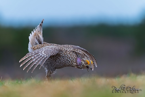 grouse on its moud by Paul Osrum