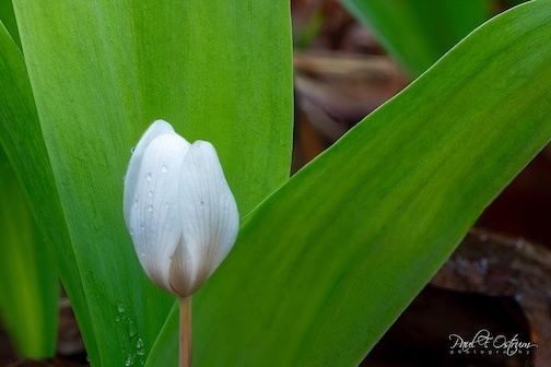 Wildflowers are showing up by Paul Ostrum.