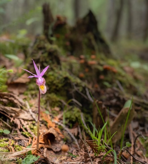A Calypso (Fairy Slipper) orchid found in a lowland conifer swamp by Jill Lavro Beim.
