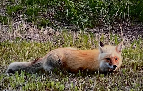 A friendly visitor by Roxann Berglund.