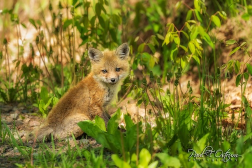 A sweetie pie by Paul Ostrum.
