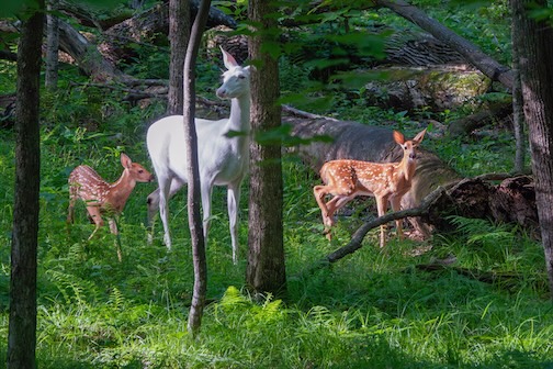 Albino White-tailed Deer with fawns by Paul Sundberg.