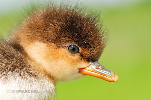 Day-old Meganzer chick by Bill Marchel.